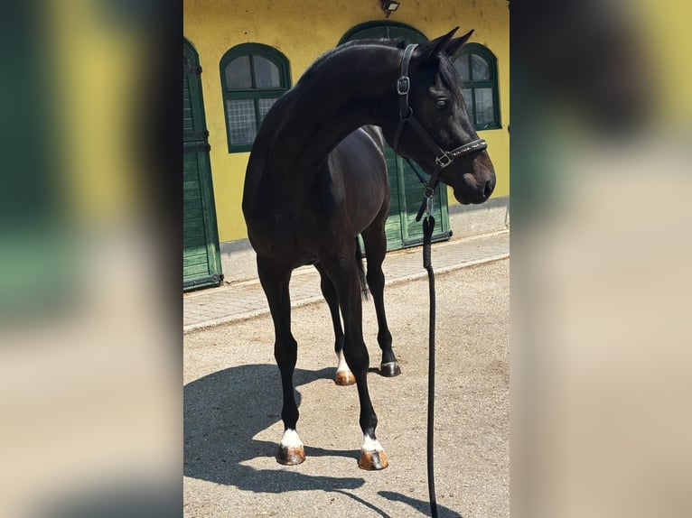 Zangersheider Stute 3 Jahre 167 cm Dunkelbrauner in Murska Soboda