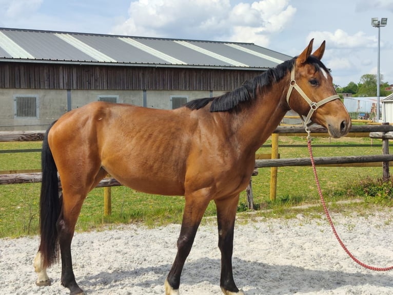 Zangersheider Stute 3 Jahre 167 cm Rotbrauner in Vance