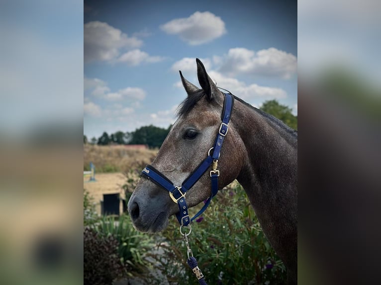 Zangersheider Stute 3 Jahre 167 cm Schimmel in Brzyków