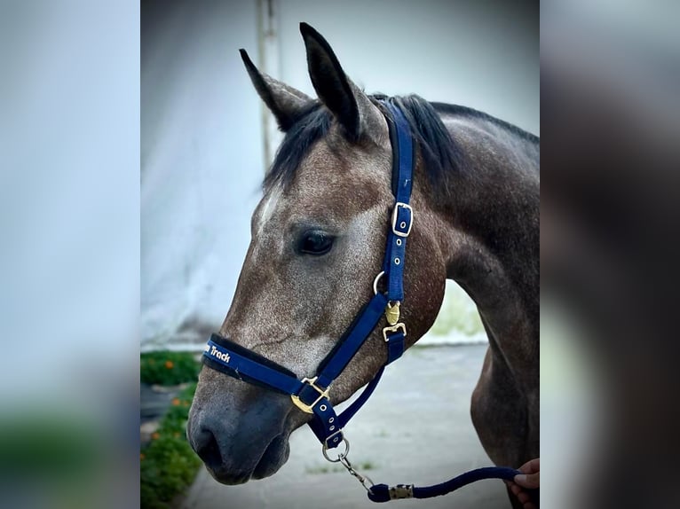 Zangersheider Stute 3 Jahre 167 cm Schimmel in Brzyków