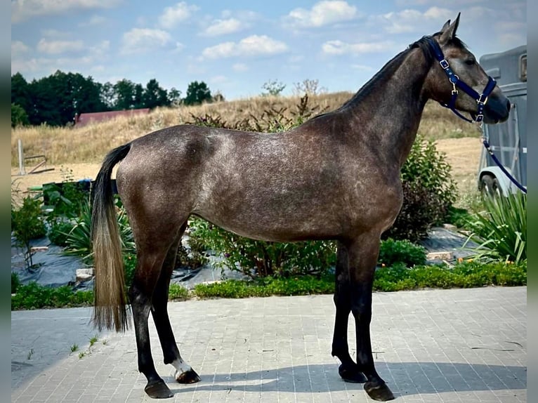 Zangersheider Stute 3 Jahre 167 cm Schimmel in Brzyków