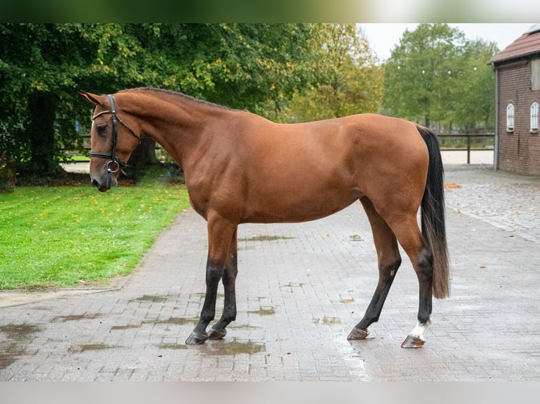 Zangersheider Stute 3 Jahre 168 cm Brauner in Kaulille