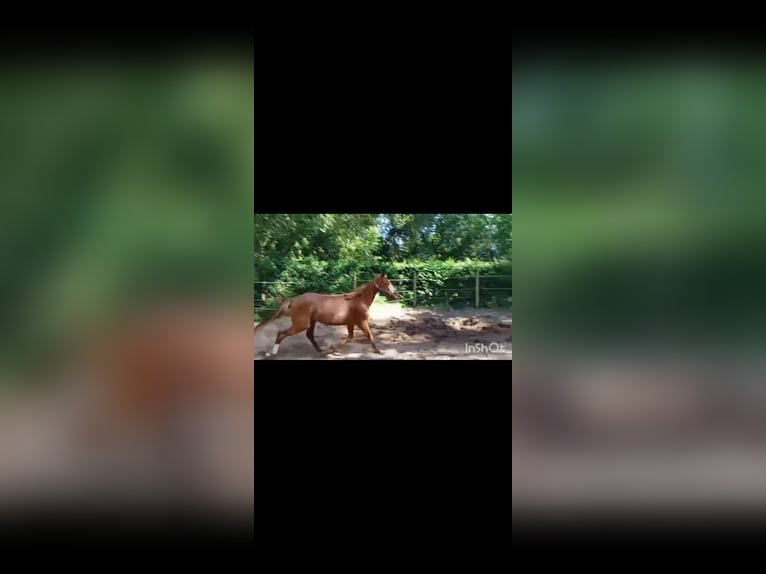 Zangersheider Stute 3 Jahre 168 cm Fuchs in Bremen