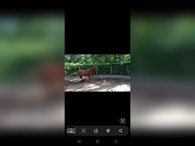 Zangersheider Stute 3 Jahre 168 cm Fuchs in Bremen