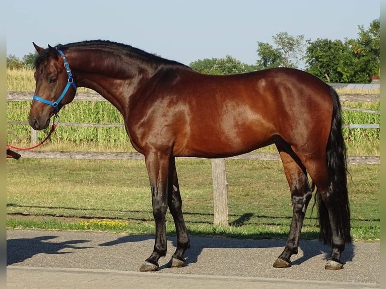 Zangersheider Stute 3 Jahre 170 cm Brauner in Murska Soboda Zangersheider Stute 3 Jahre 170 cm Brauner in Murska Soboda