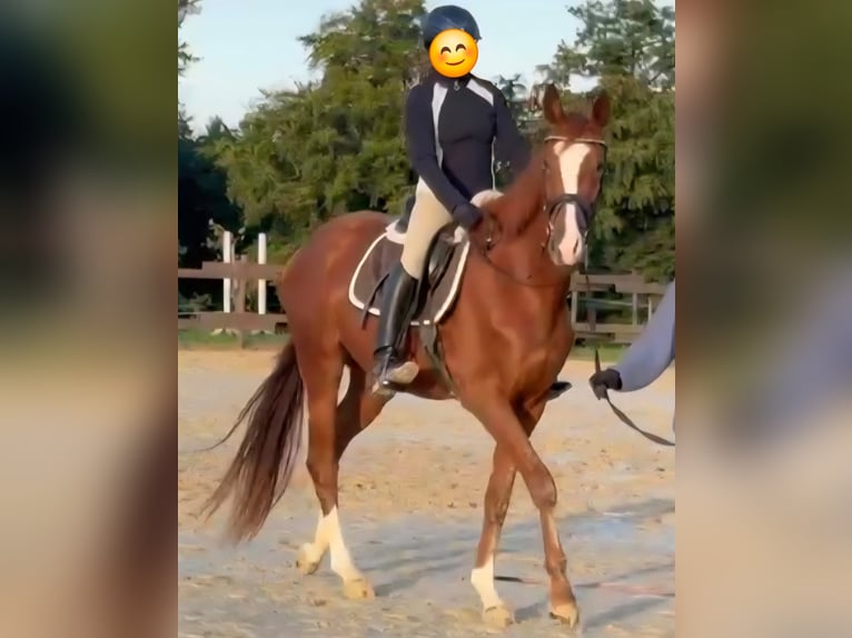 Zangersheider Stute 3 Jahre 170 cm Fuchs in Kurtscheid