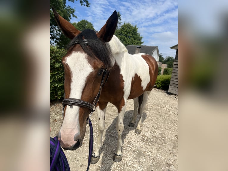 Zangersheider Stute 3 Jahre 170 cm Schecke in Belsele