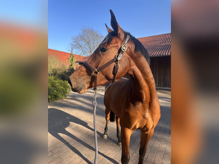 Zangersheider Stute 3 Jahre 172 cm Brauner in Schwarmstedt