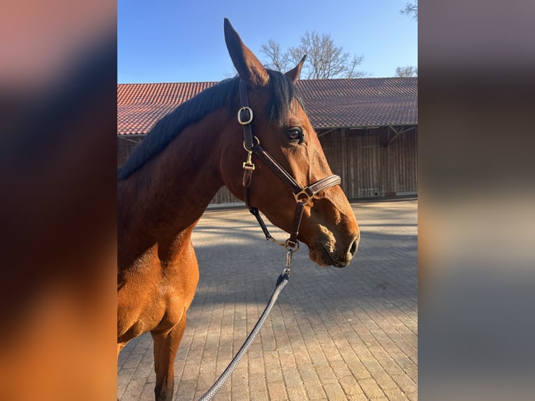 Zangersheider Stute 3 Jahre 172 cm Brauner in Schwarmstedt