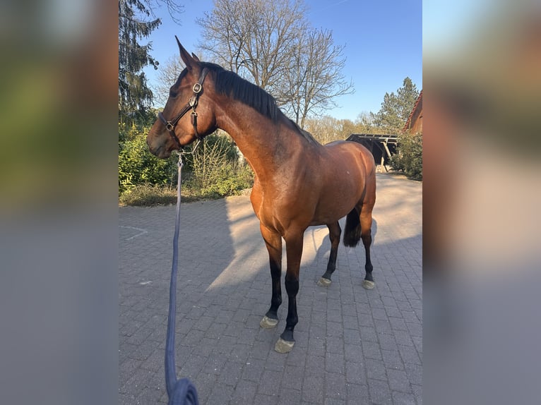 Zangersheider Stute 3 Jahre 172 cm Brauner in Schwarmstedt
