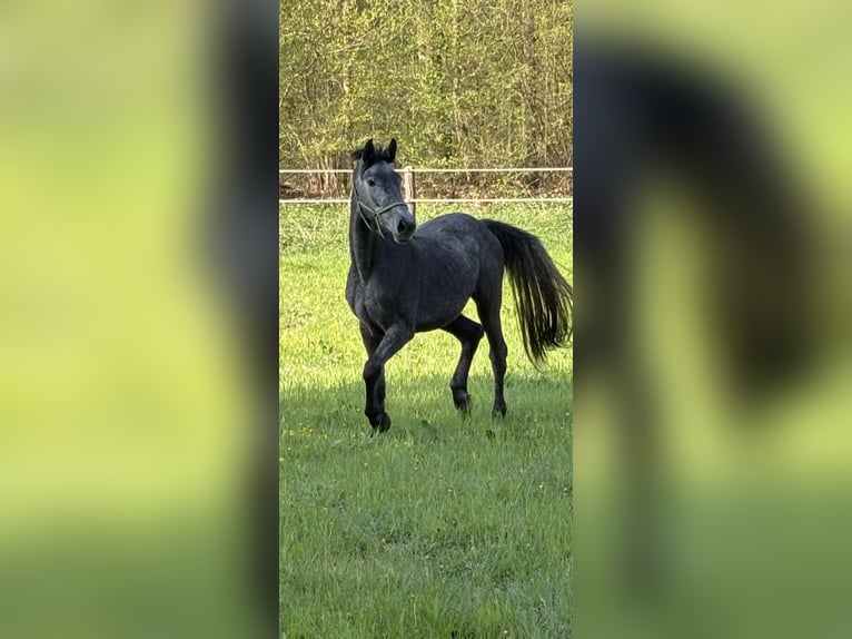 Zangersheider Stute 3 Jahre Rappschimmel in Muggensturm