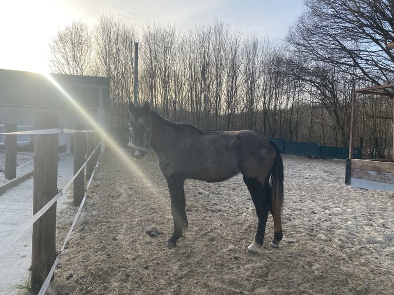 Zangersheider Stute 4 Jahre 149 cm Schimmel in Dortmund