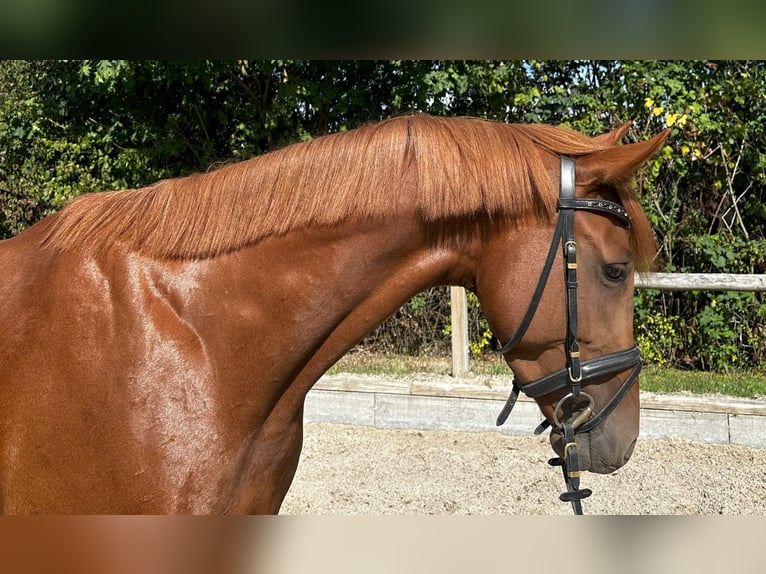 Zangersheider Stute 4 Jahre 158 cm Fuchs in Meerbusch