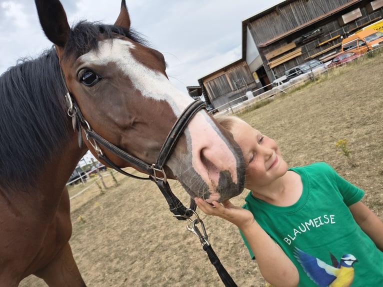 Zangersheider Stute 4 Jahre 160 cm Brauner in Schechingen