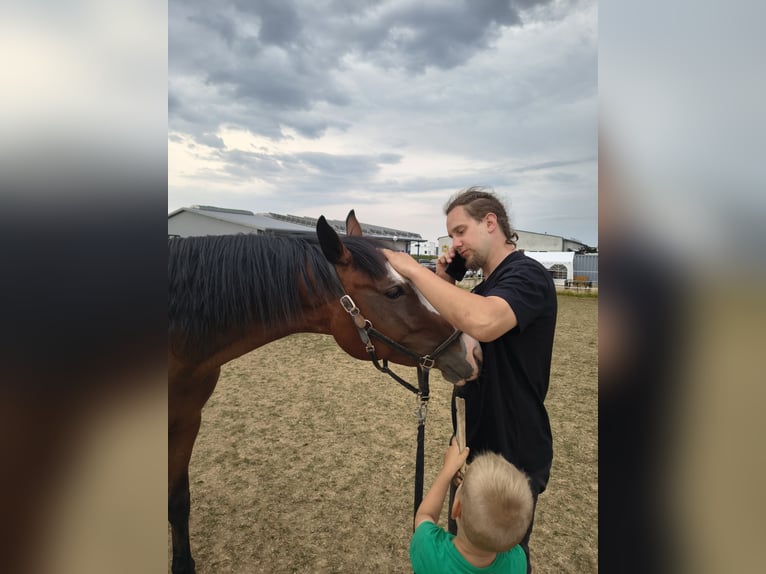 Zangersheider Stute 4 Jahre 160 cm Brauner in Schechingen