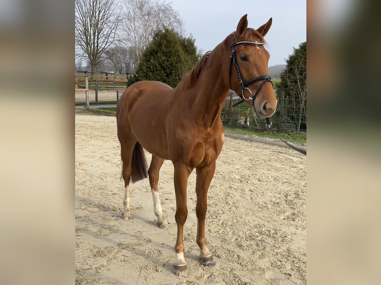 Zangersheider Stute 4 Jahre 160 cm Fuchs in Werl