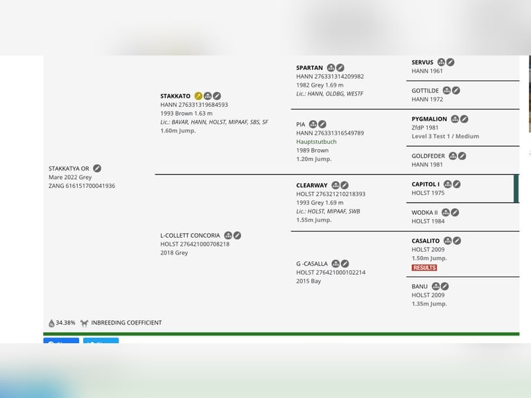 Zangersheider Stute 4 Jahre 160 cm Schimmel in Jarosławiec