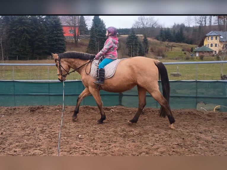 Zangersheider Stute 4 Jahre 161 cm Buckskin in Frauenstein Zangersheider Stute 4 Jahre 161 cm Buckskin in Frauenstein