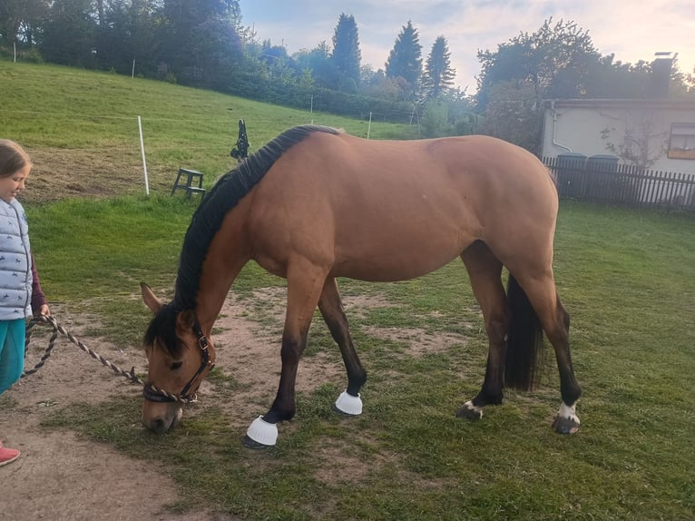 Zangersheider Stute 4 Jahre 161 cm Buckskin in Frauenstein Zangersheider Stute 4 Jahre 161 cm Buckskin in Frauenstein