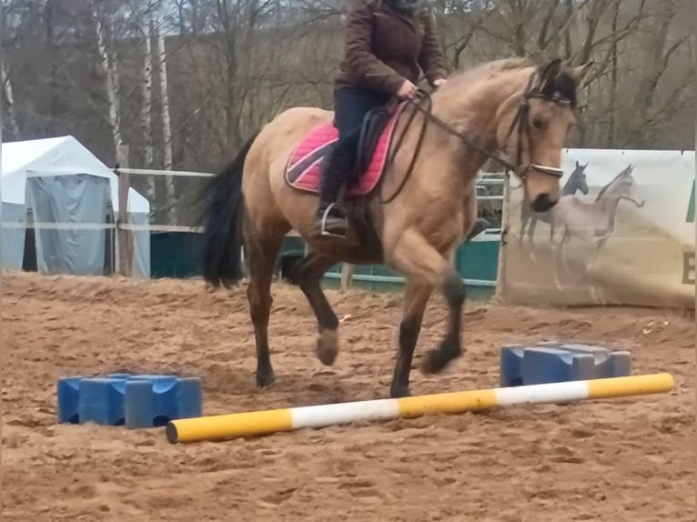 Zangersheider Stute 4 Jahre 161 cm Buckskin in Frauenstein Zangersheider Stute 4 Jahre 161 cm Buckskin in Frauenstein