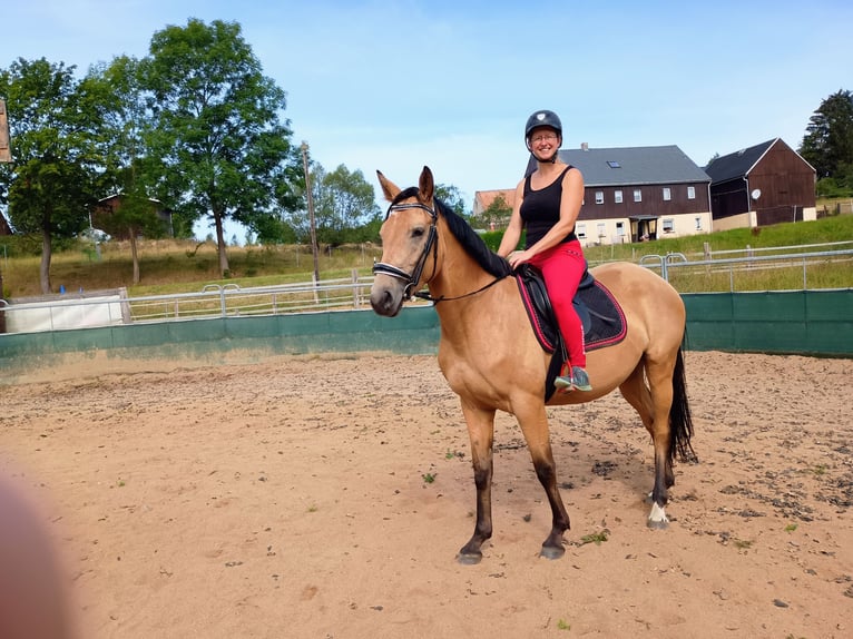 Zangersheider Stute 4 Jahre 161 cm Buckskin in Frauenstein Zangersheider Stute 4 Jahre 161 cm Buckskin in Frauenstein