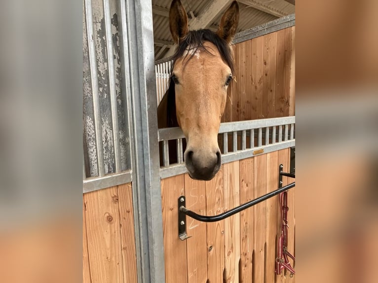 Zangersheider Stute 4 Jahre 161 cm Buckskin in Frauenstein Zangersheider Stute 4 Jahre 161 cm Buckskin in Frauenstein