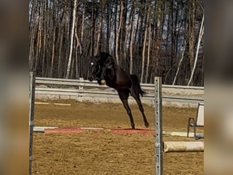 Zangersheider Stute 4 Jahre 161 cm Rappe in PiaskI