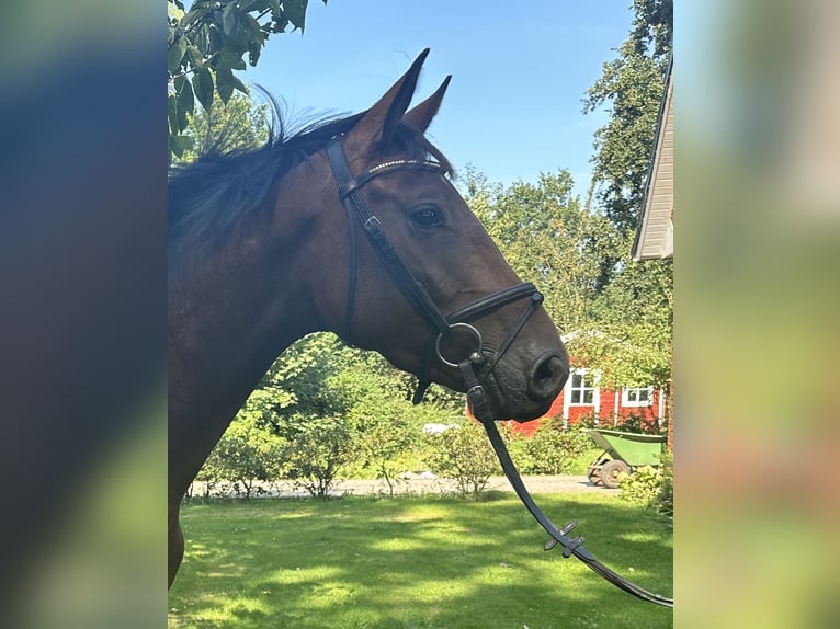 Zangersheider Stute 4 Jahre 162 cm Brauner in Gro&#xDF;enkneten