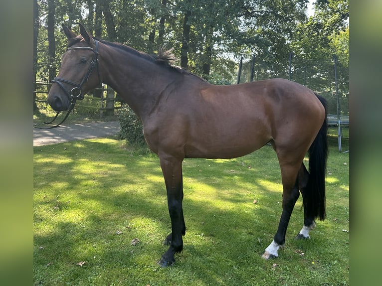 Zangersheider Stute 4 Jahre 162 cm Brauner in Gro&#xDF;enkneten