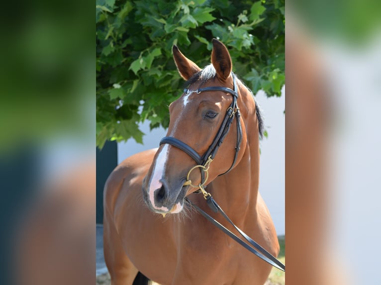 Zangersheider Stute 4 Jahre 162 cm Brauner in Jettingen-Scheppach