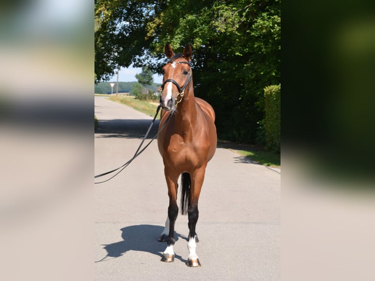 Zangersheider Stute 4 Jahre 162 cm Brauner in Jettingen-Scheppach