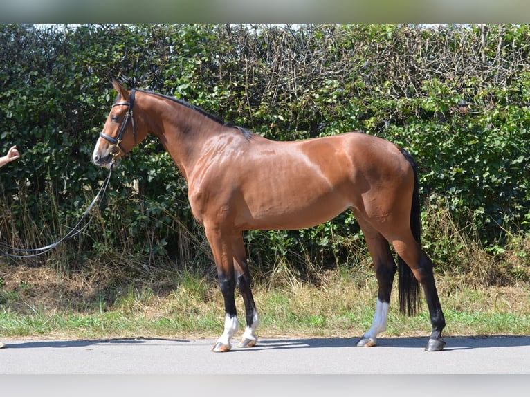 Zangersheider Stute 4 Jahre 162 cm Brauner in Jettingen-Scheppach