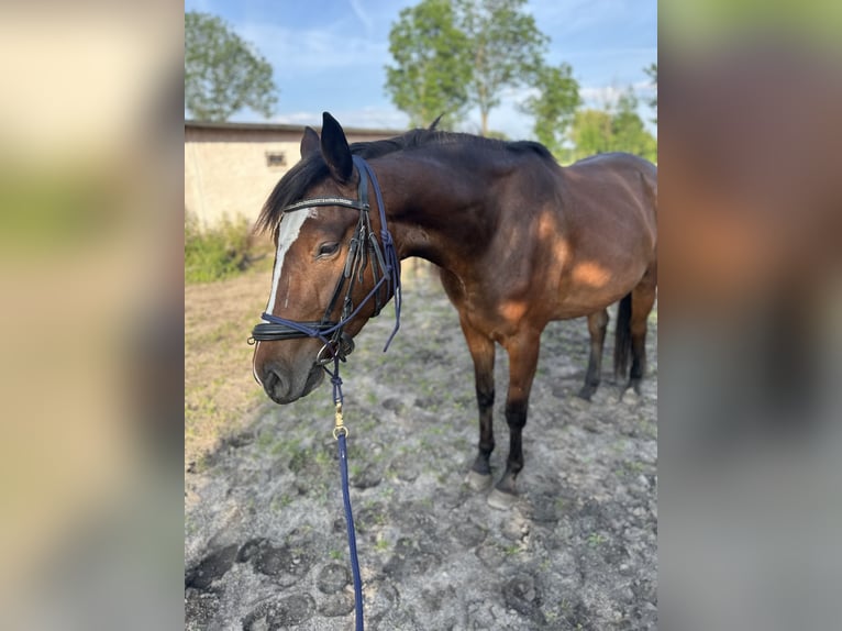 Zangersheider Stute 4 Jahre 162 cm Dunkelbrauner in Wittichenau