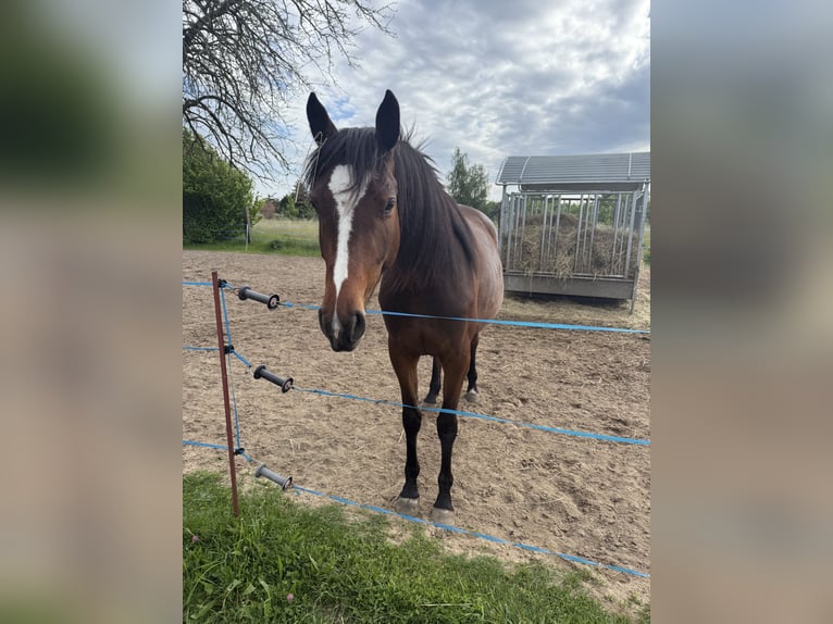 Zangersheider Stute 4 Jahre 162 cm Dunkelbrauner in Wittichenau