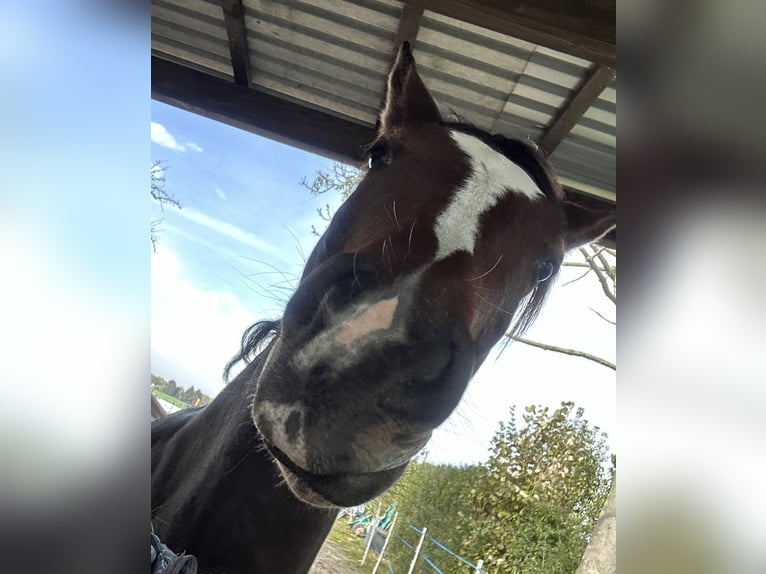 Zangersheider Stute 4 Jahre 162 cm Dunkelbrauner in Wittichenau