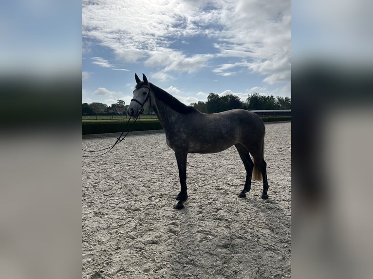 Zangersheider Stute 4 Jahre 163 cm Apfelschimmel in Willich