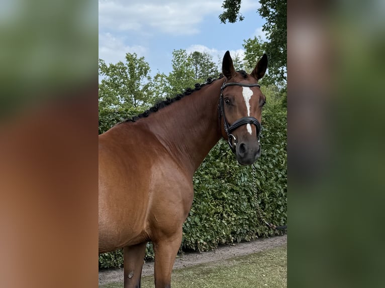 Zangersheider Stute 4 Jahre 163 cm Brauner in Ulvenhout
