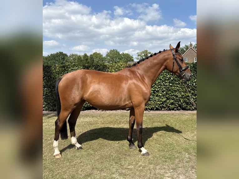 Zangersheider Stute 4 Jahre 163 cm Brauner in Ulvenhout