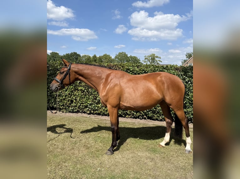 Zangersheider Stute 4 Jahre 163 cm Brauner in Ulvenhout