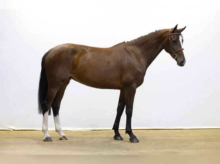 Zangersheider Stute 4 Jahre 163 cm Brauner in Waddinxveen