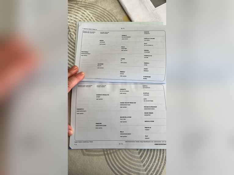 Zangersheider Stute 4 Jahre 164 cm Brauner in Heusden zolder