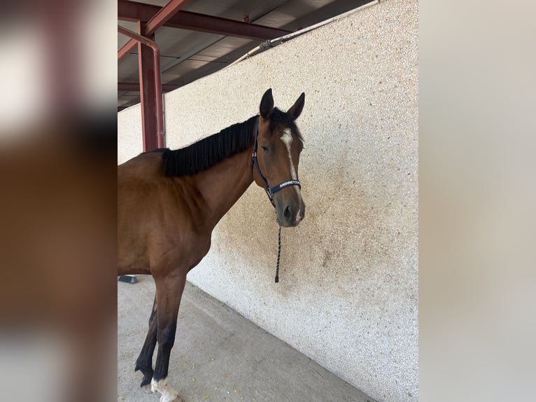 Zangersheider Stute 4 Jahre 164 cm Dunkelbrauner in Castellón