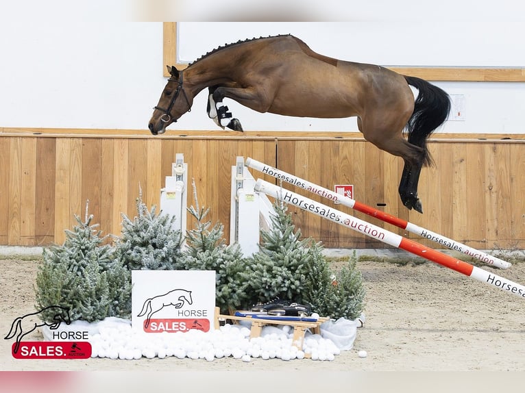 Zangersheider Stute 4 Jahre 164 cm Dunkelbrauner in Castellón