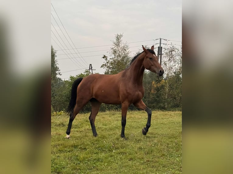 Zangersheider Stute 4 Jahre 164 cm Rotbrauner in Łańcut