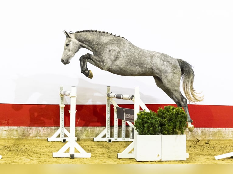 Zangersheider Stute 4 Jahre 164 cm  in Waddinxveen