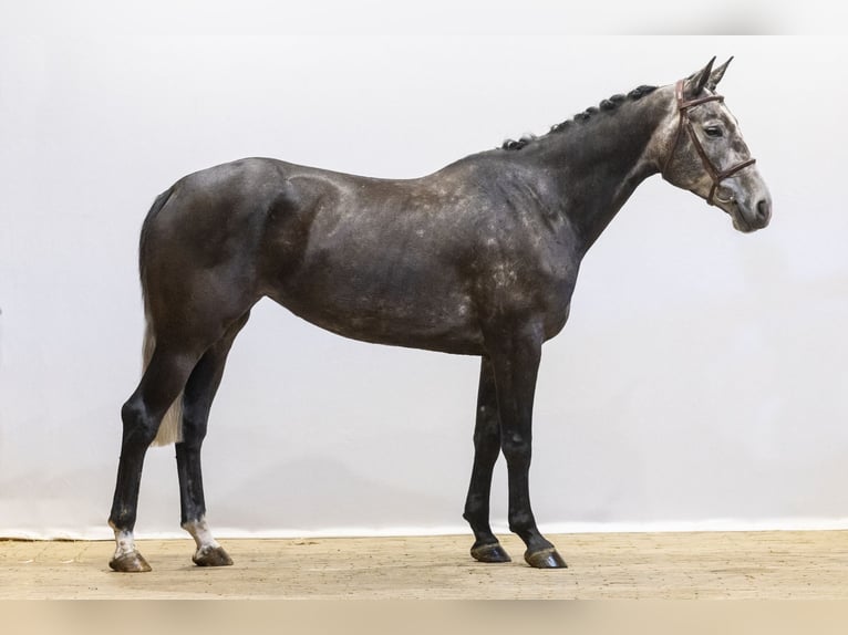 Zangersheider Stute 4 Jahre 164 cm in Waddinxveen