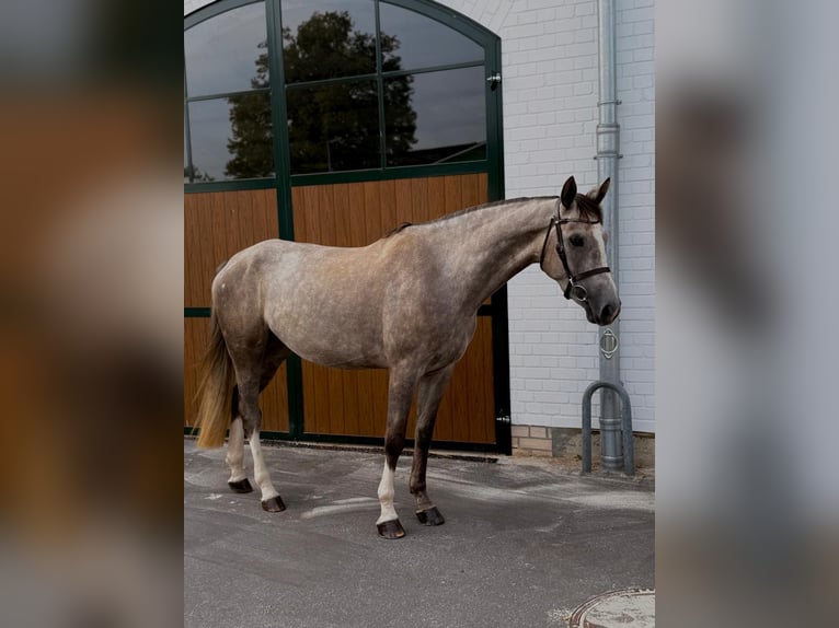 Zangersheider Stute 4 Jahre 165 cm Apfelschimmel in Erftstadt