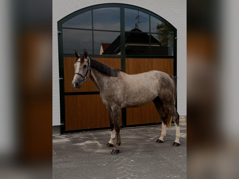 Zangersheider Stute 4 Jahre 165 cm Apfelschimmel in Erftstadt