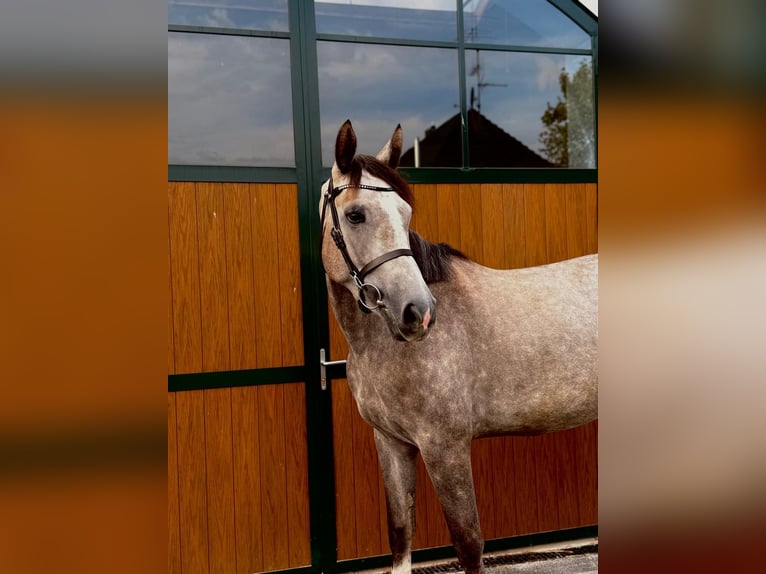 Zangersheider Stute 4 Jahre 165 cm Apfelschimmel in Erftstadt