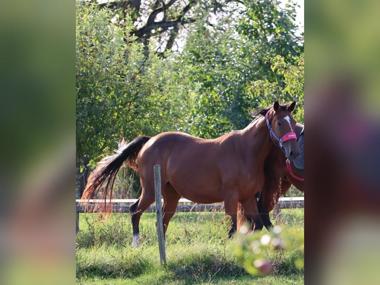 Zangersheider Stute 4 Jahre 165 cm Brauner in Oberrot